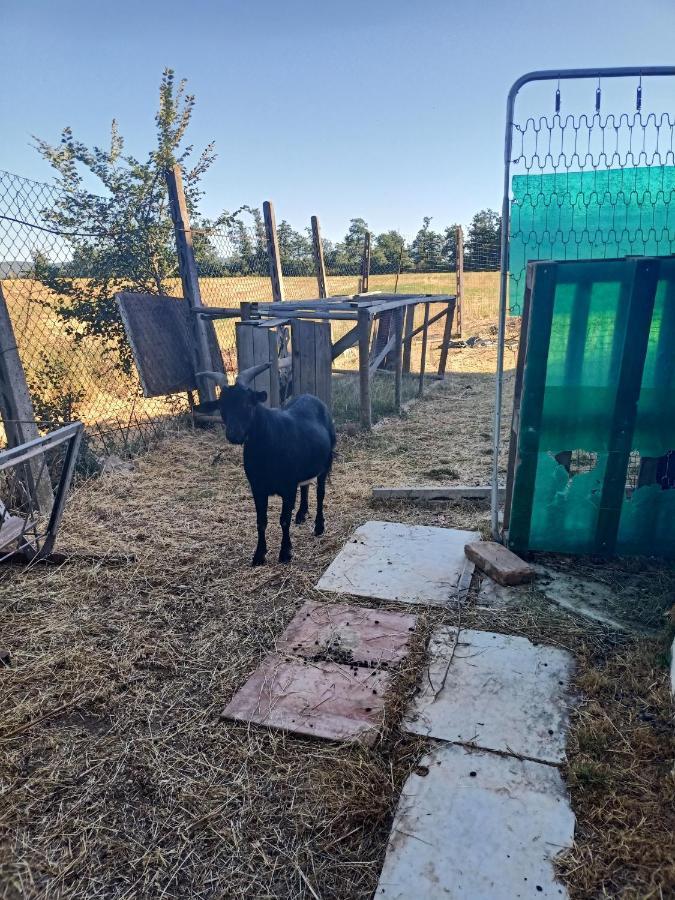 Villa Agriturismo Podere La Selva Serre Di Rapolano Exterior foto