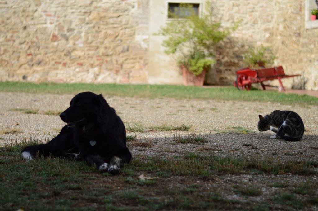 Villa Agriturismo Podere La Selva Serre Di Rapolano Exterior foto